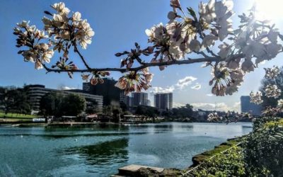 spring-blossom-rome-eur